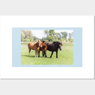 Three horses on pasture looking at camera Posters and Art